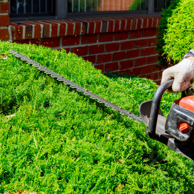 Brush Trimming in Okemos Michigan Brush Trimming in Okemos Michigan